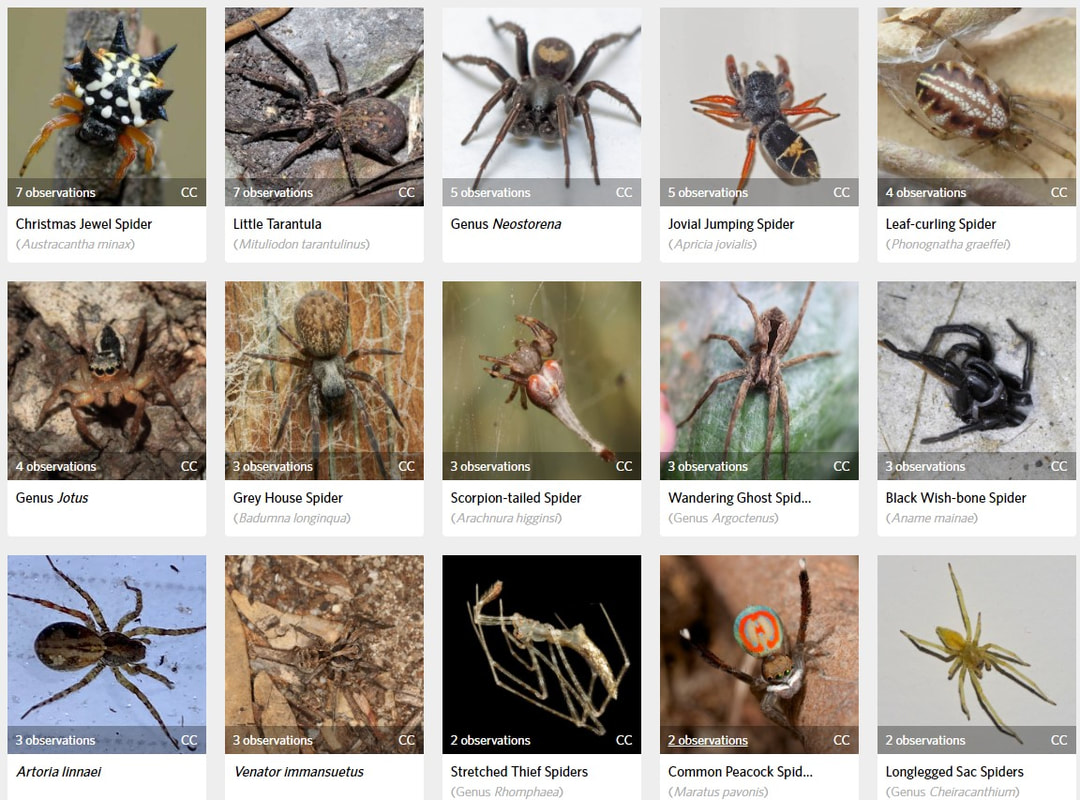 List of common spider species of Australia - Wikipedia